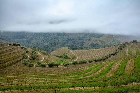 雾蒙蒙的杜洛葡萄园和橄榄园景观葡萄牙旅游乡村风景