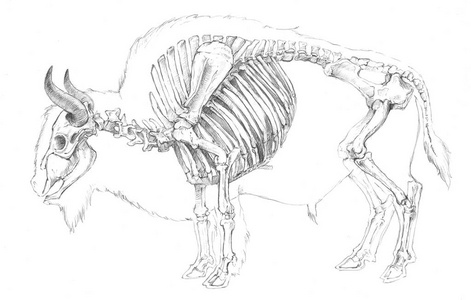 儿童健康小吃牛的结构(骨骼和器官).