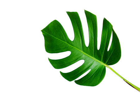 用裁剪路径在白色背景上隔离的一片叶子.