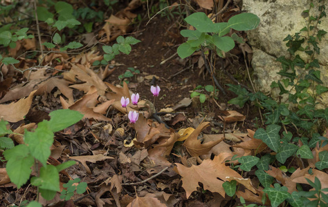 在潮湿的森林里生长的野生苏铁兰花