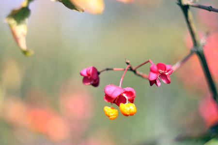 春天的觉醒。 早晨的花