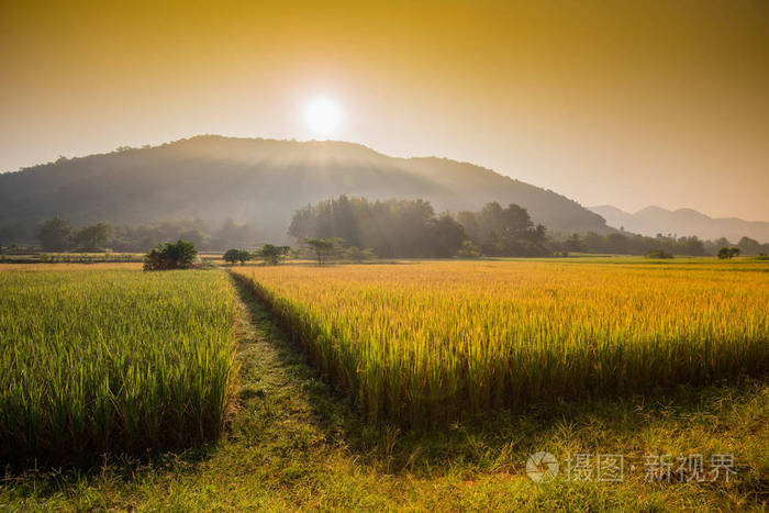 黄稻田风景田和日出日照在山上熟水稻丰收水稻亚洲农业农村黄金田产品