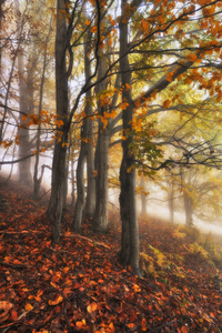 雾蒙蒙的森林。 仙女森林里的秋天日出。 风景优美