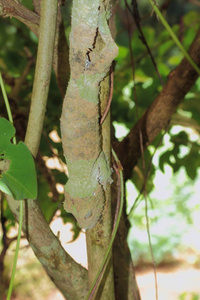 树干上的Uroplatus线。 琥珀山，迭戈，苏亚雷斯，马达加斯加