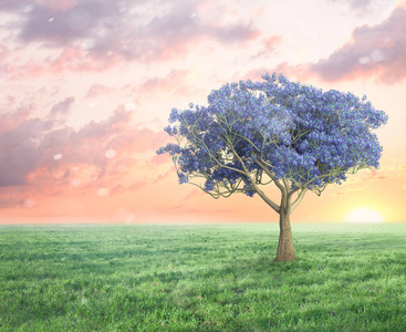 春天的梦幻景观,有紫罗兰色的树木和草地照片