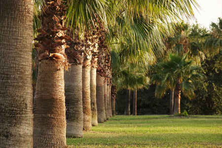 高的棕榈树图片