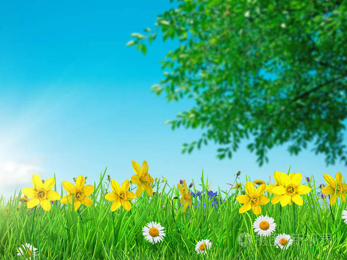 发票合同问题/叶子植物树春天春天雏菊在草地上的特写春天草地上雏菊