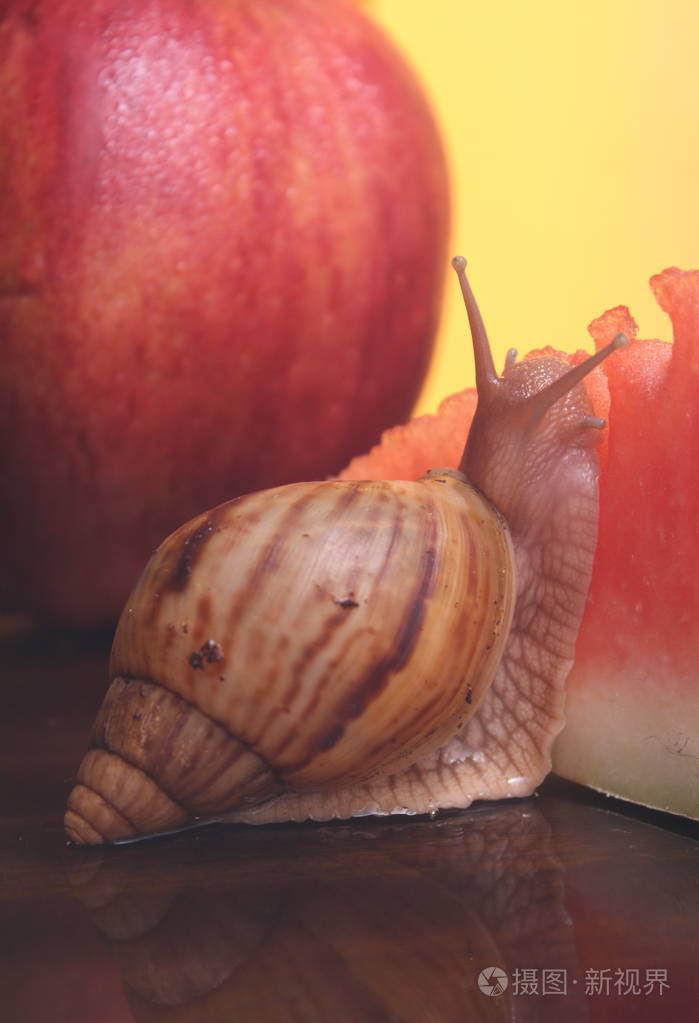 蜗牛加苹果和西瓜