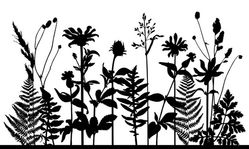 草甸野草和植物的矢量剪影. 白色背景上的孤立水平花架.