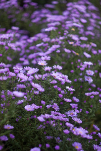 花园里的紫色花