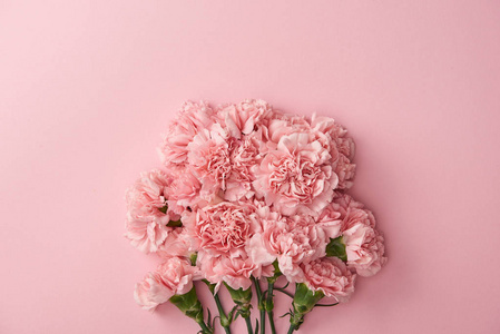 粉红色背景的粉红色康乃馨花