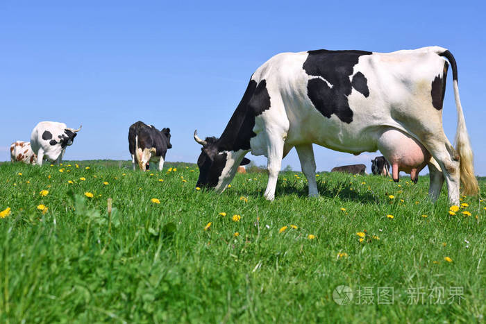 夏天牧场上的奶牛