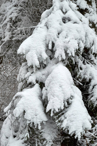 圣诞树是美丽的雪。冬天的背景。