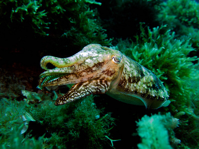墨鱼海斑头足类软体动物。 地中海马耳他。
