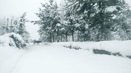 哈士奇狗在雪地里散步。 白雪覆盖的树。 早上和狗一起散步。 雪中的圣诞树和松树。