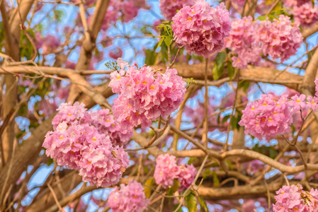 粉红色的喇叭花树用树枝和树叶在树上合上粉红色的小号塔比比亚玫瑰花