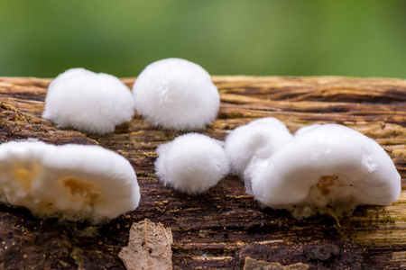 白蘑菇称为双醇火鸡尾菇,双色菇照片