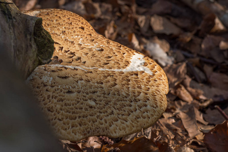家庭多孔菌科图片