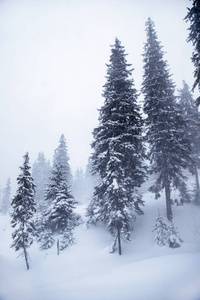 白雪覆盖了圣诞树。 白雪中的圣诞树，美丽的背景。