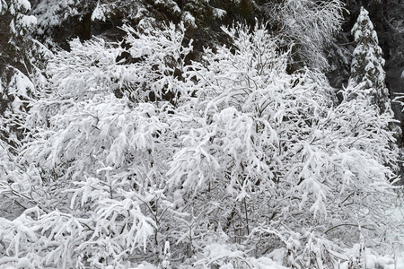 冬天的背景灌木是美丽的雪覆盖着雪。