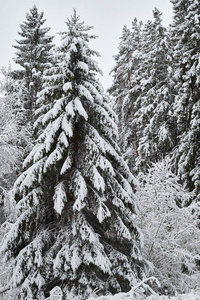 圣诞树是美丽的雪。冬天的背景。
