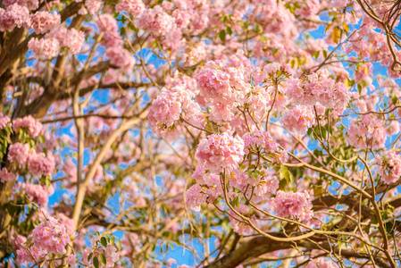 塔比比亚玫瑰是一种粉红色的花新热带树.