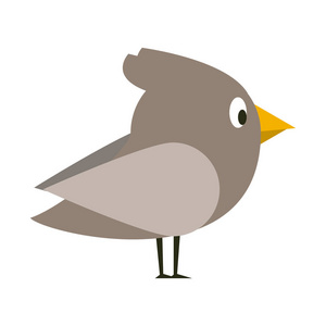 鸟可爱的动画片照片