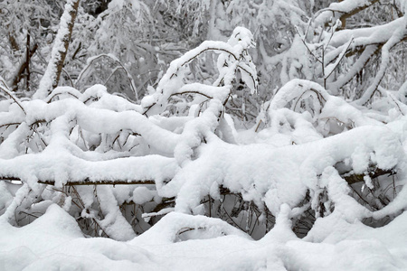 冬天的背景灌木是美丽的雪覆盖着雪。