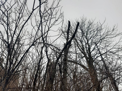 意大利Tiglieto意大利01192019美丽的灰色背景，村庄的第一场雪在冬季与一些美丽的花草树木，没有叶子和小景山。