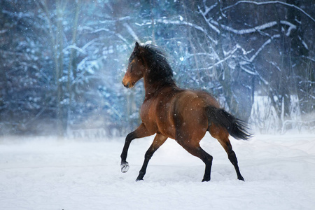 鬃毛长的马在冬天雪天跑得快