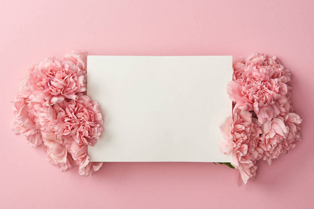 空白白卡和粉红色背景上隔离的美丽粉红色花朵的顶部视图。