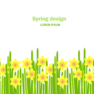 水仙花无缝背景。 黄色的春天花，绿色的叶子，白色的背景，春天的设计，罗里姆。 平面设计元素股票矢量插图网页印刷