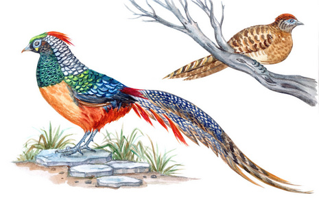 红腹雌锦鸡图片