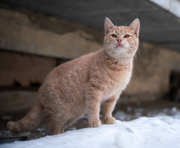 冬天街上的红猫雪