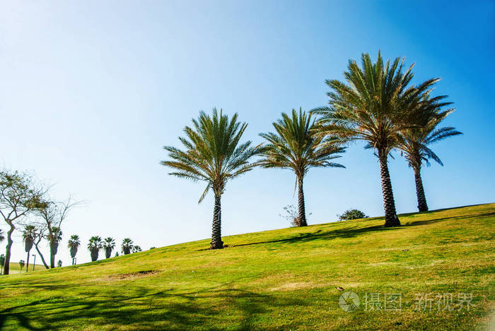 以色列公园一座小山上的四棵棕榈树游憩区游憩城市空间性质