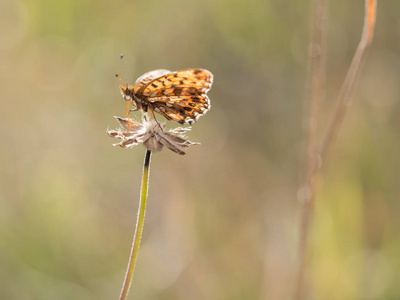 s fritillary butterfly  Boloria dia, Violet fritillary  sittin