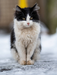 冬天雪地里街上的白黑猫