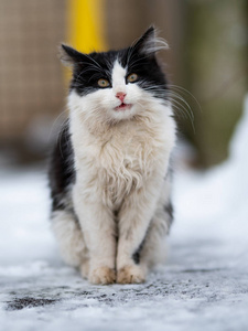 冬天雪地里街上的白黑猫