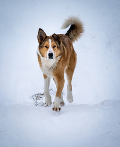 冬天雪中路上的白红狗
