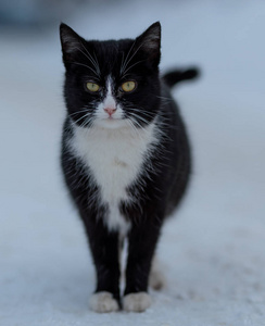 冬天雪地里街上的白黑猫