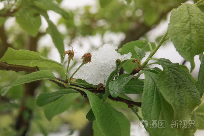 雪下果园树气候变化概念