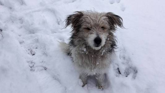 狗坐在雪地里, 脸上有雪。可爱的狗在雪。狗等待食物