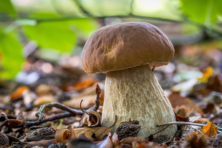 天山雪莲果一种棕色的可食蘑菇,在森林里叫做雪莲照片