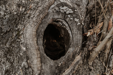 美丽的木纹理木质纹理,美丽的俄罗斯自然,树洞照片