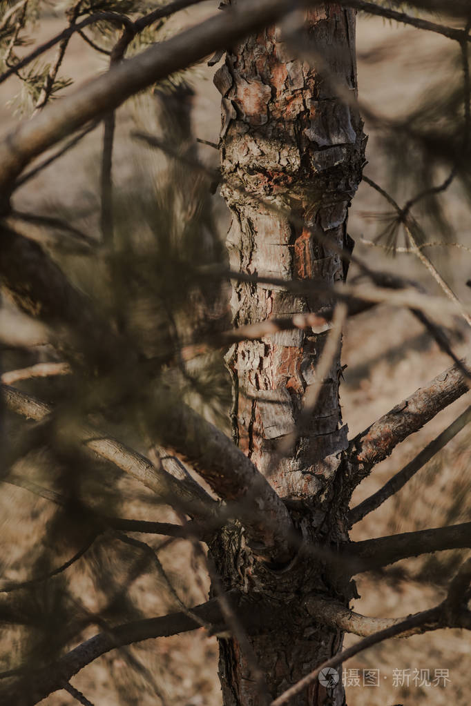 木质森林树枝的纹理美丽的俄罗斯自然