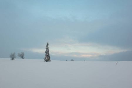 白雪覆盖的树，塔特拉山，波兰