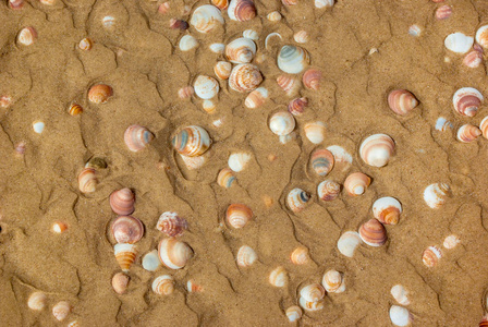 海边黄沙上的贝壳。自然娱乐旅游