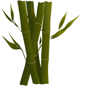 绿竹笋，嫩叶分离，白色背景