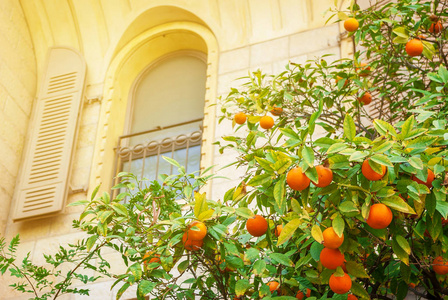 橘子树，靠近老房子的窗户附近有橙色的水果。 柑橘类水果健康食品维生素