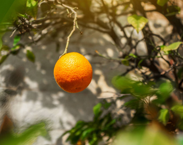 挂在树枝上的柑果。 柑橘类水果健康食品维生素